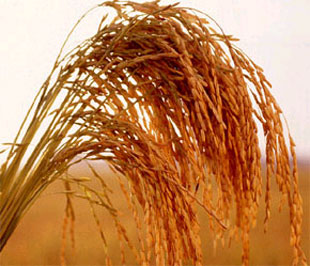 Lúa gạo, một mặt hàng nông sản xuất khẩu chính của Việt Nam.