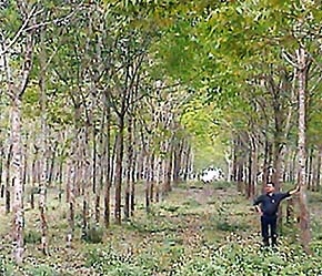 Riêng trong 7 tháng đầu năm, doanh nghiệp Việt Nam đã đầu tư sang Lào 13 dự án với tổng vốn đầu tư là 137,3 triệu USD, trong đó có dự án trồng cao su có vốn đầu tư 82 triệu USD.