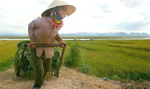 Xuất khẩu gạo: “Khâu trung gian hưởng nhiều quá”