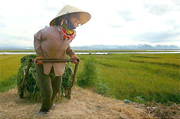 Hội Nông dân đề nghị Chính phủ xem xét ý tưởng thành lập quỹ hỗ trợ nông dân sản xuất lúa gạo xuất khẩu.