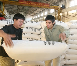 Năm 2008, nguồn cung nguyên liệu và phân DAP trên thế giới lại có dấu hiệu khan hiếm đã đẩy giá phân trên thế giới và trong nước tăng mạnh.