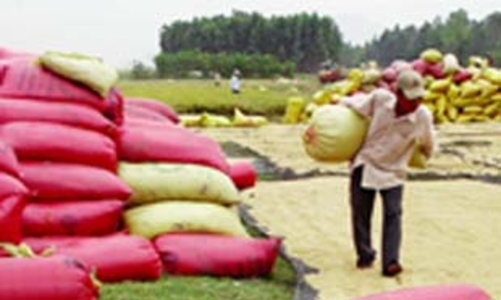 Trồng lúa dở, hờn thương lái