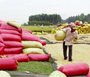 Lúa từ Campuchia về dọc biên giới - Ảnh: Lê Hoàng Yến.