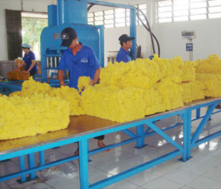 Hội đồng Quản trị PHR đã đưa ra phương hướng kinh doanh quý 4/2009 với sản lượng khai thác đạt 9.200 tấn mủ quy khô - Ảnh minh họa.