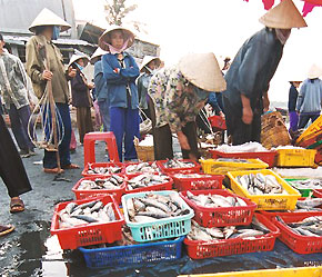 Vấn đề kháng sinh trong thủy sản vẫn chưa được giải quyết triệt để - Ảnh: Việt Tuấn.