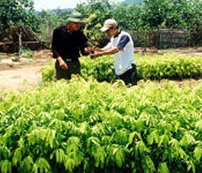 Ngành nông nghiệp vẫn thiếu một chiến lược, định hướng thu hút vốn FDI rõ ràng.