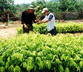 Ngành nông nghiệp vẫn thiếu một chiến lược, định hướng thu hút vốn FDI rõ ràng.
