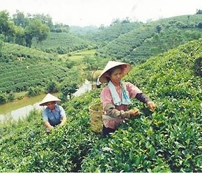 Sự phát triển ồ ạt của các cơ sở chế biến chè đã dẫn đến việc khai thác cạn kiệt các vùng nguyên liệu.