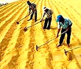 Tính đến hết tháng 3/2008, các doanh nghiệp đã xuất khẩu khoảng 800.000 tấn gạo, thu về khoảng 310 triệu USD, chỉ tăng 20% về lượng nhưng tăng tới 61% về giá trị.