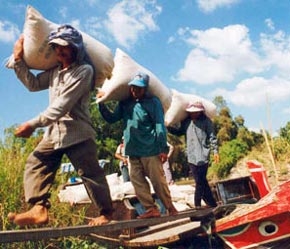 Một hạn mức cần thiết sẽ khuyến khích tích tụ hợp lý, vừa hạn chế sự tích tụ quá mức dẫn tới một bộ phận lớn nông dân không có đất sản xuất khi chưa kịp chuyển đổi nghề nghiệp - Ảnh: TN.