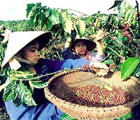 Do tình hình thời tiết nên vụ cà phê 2007 - 2008 đến 15/10 mới bắt đầu thu hoạch (chậm hơn nửa tháng).