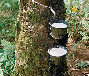 Thời tiết khô hạn, mùa cao su thay lá đang ảnh hưởng đến tiến độ lấy mủ cao su ở các nước sản xuất lớn Đông Nam Á.