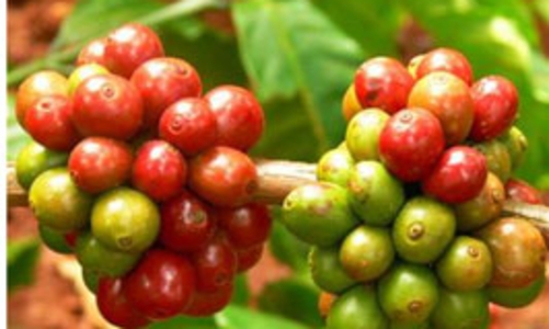 Năm nay, xuất khẩu cà phê có thể chạm mốc 2 tỷ USD