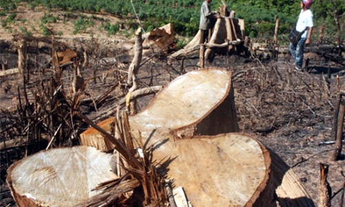 13 năm qua, bao nhiêu ha rừng bị phá?