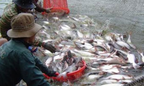 Cá tra, basa sang Mỹ đối mặt khả năng “thắt” quy định nhập khẩu 