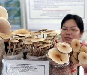 Vốn FDI thực hiện trong nông nghiệp, nông thôn hiện mới chỉ là 1,9 tỷ.