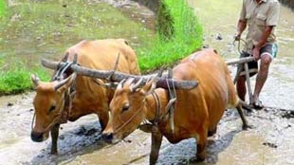 Ngân sách Nhà nước 2009: Tăng chi cho an sinh xã hội, nông nghiệp, nông thôn