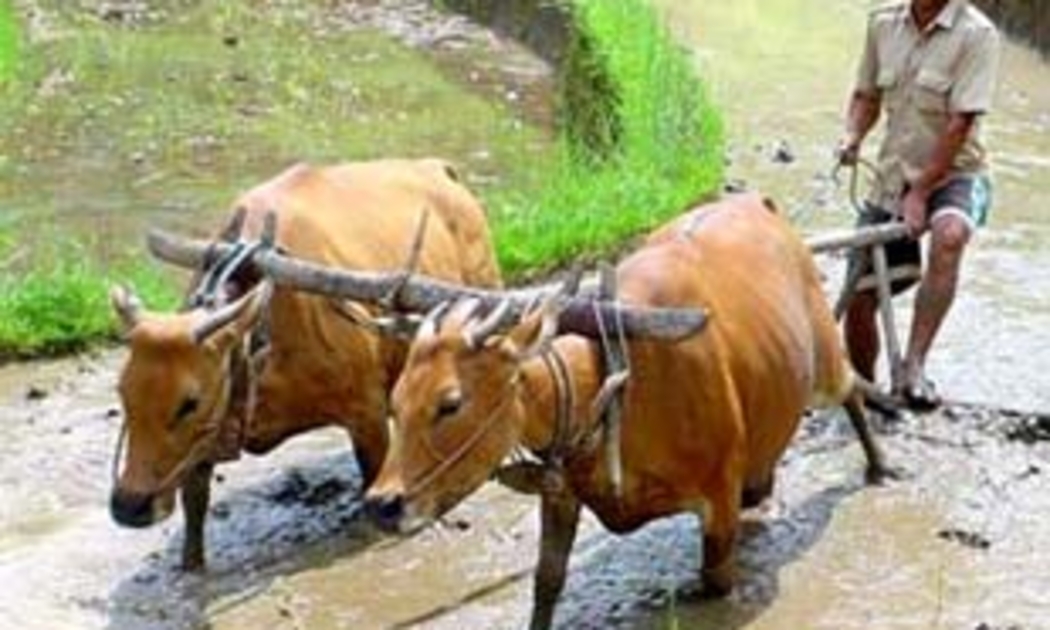 Trong các phiên thảo luận trước khi thông qua dự toán ngân sách, nhiều đại biểu kiến nghị tăng chi ngân sách cho nông nghiệp, nông thôn.