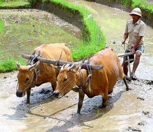 Trong các phiên thảo luận trước khi thông qua dự toán ngân sách, nhiều đại biểu kiến nghị tăng chi ngân sách cho nông nghiệp, nông thôn.