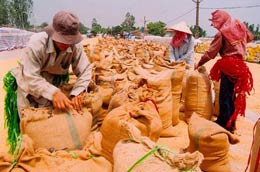 Điều hành xuất khẩu gạo là một trong những vấn đề cử tri có nhiều kiến nghị.