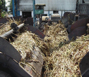 LASUCO có công suất chế biến 7.000 tấn mía/ngày, sản lượng đường là 115.850 tấn, chiếm 10,18% tổng sản lượng đường cả nước.