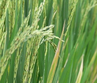 Liên hiệp quốc kêu gọi việc sản xuất thêm nhiều lương thực cho thế giới.