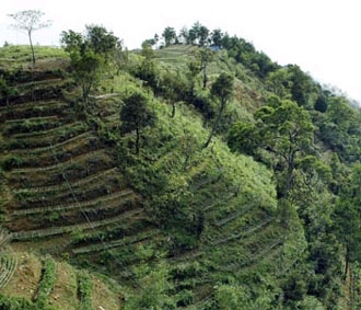 Hiện còn trên 730.000 ha đất vẫn chưa được bàn giao, đang bị bỏ hoang hoá hoặc sản xuất không có hiệu quả.