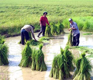 Diện tích đất lúa giảm tập trung chủ yếu ở vùng đồng bằng, vùng ven đô thị do chuyển đổi sang phát triển công nghiệp, dịch vụ và đô thị hoá.
