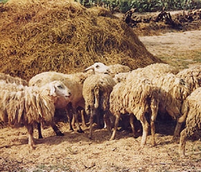 Chăn nuôi cừu tuy là nghề lâu đời ở nước ta nhưng trước kia chỉ khu biệt ở vùng Phan Rang, Ninh Thuận.