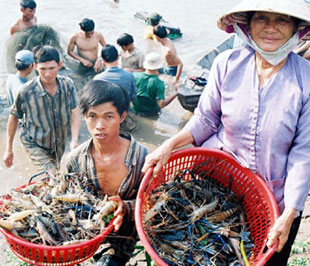 Tôm sú đang gặp phải sự cạnh tranh khốc liệt khi nhập khẩu.