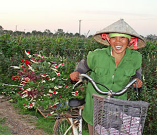 Cánh đồng hoa và nụ cười thôn nữ đang phải đối diện với các dự án nham nhở ở xã Mê Linh - Ảnh: Tư Giang.
