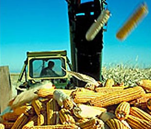 Ngô là một trong những nguyên liệu sản xuất nhiên liệu ethanol.