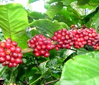 Cà phê là mặt hàng buôn bán lớn thứ 2 của các nước đang phát triển, chỉ đứng sau dầu mỏ.