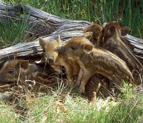 “Hốt bạc” nhờ chăn nuôi lợn rừng