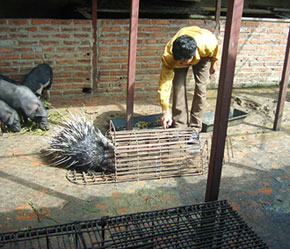 Chi phí cho việc nuôi nhím không cao.