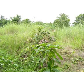 Theo Ủy ban Thường vụ Quốc hội, một hạn mức cần thiết sẽ khuyến khích tích tụ hợp lý, vừa hạn chế sự tích tụ quá mức dẫn tới một bộ phận lớn nông dân không có đất sản xuất khi chưa kịp chuyển đổi nghề nghiệp.