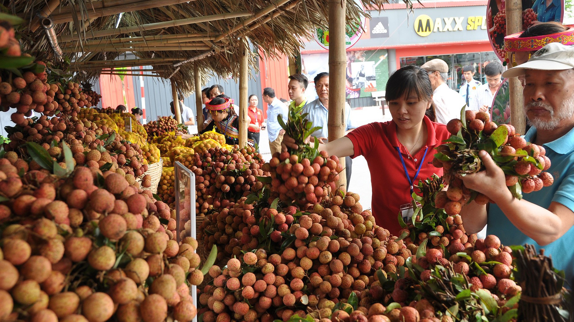 Vải thiều năm nay dự kiến được mùa lớn do thời tiết thuận lợi.