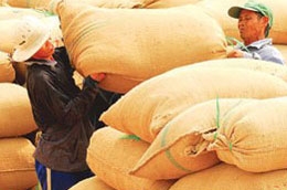 Nông dân đồng bằng sông Cửu Long đang thu hoạch lúa vụ 3 ước chừng 1 triệu tấn gạo hàng hóa.