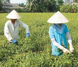 Thu hoạch ớt tại một hộ dân ở Vĩnh Long - Ảnh: Lê Toàn.