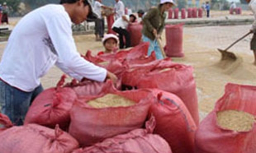 Tổng công ty lương thực phải chủ động mua hết lúa gạo cho nông dân