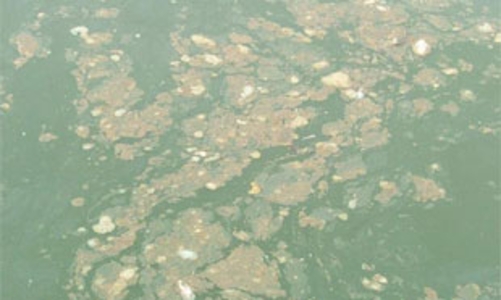 Vụ Vedan: Thêm nhiều sai phạm bị phát hiện