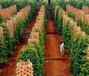 Tính chất đất đai, khí hậu và các loại giống phù hợp đã làm cho hương vị hồ tiêu Việt Nam trở nên đặc sắc, sản phẩm luôn luôn hút hàng - Ảnh: TTXVN.