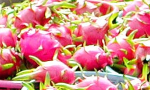 Mỹ tạm ngừng nhập khẩu thanh long Việt Nam