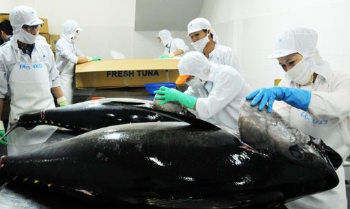 Xuất khẩu cá ngừ: Nhiều trở ngại trên đường tới mốc 1 tỷ USD