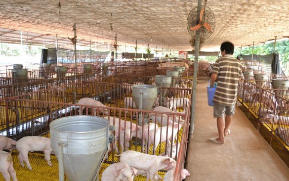  Cơ hội xuất khẩu chăn nuôi của Việt Nam đã tới nhờ đã ký được hiệp định thương mại với 12 nước. 