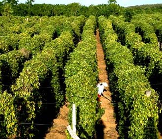 Có đến hơn 50% lượng hạt tiêu Việt Nam xuất khẩu hiện được bán trực tiếp cho những nhà cung ứng nguyên liệu cho các nhà máy chế biến gia vị tại các nước.