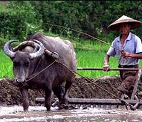 Chính phủ Trung Quốc đang thực hiện hàng loạt biện pháp khống chế giá lương thực và hỗ trợ, bảo đảm cuộc sống người nghèo, nhất là nông dân.