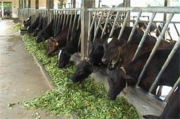 Những giống cỏ nhập nội chủ yếu là cỏ họ hoà thảo, hàm lượng đạm rất thấp, nên năng suất trong chăn nuôi bò sữa thấp, chất lượng sữa không cao. 