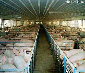 Chăn nuôi heo ở Canada.