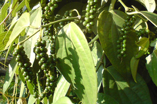 Hồ tiêu là mặt hàng duy nhất có mức dự báo kim ngạch tăng.